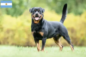 Read more about the article Criadores de Rottweiler e cachorros na Argentina