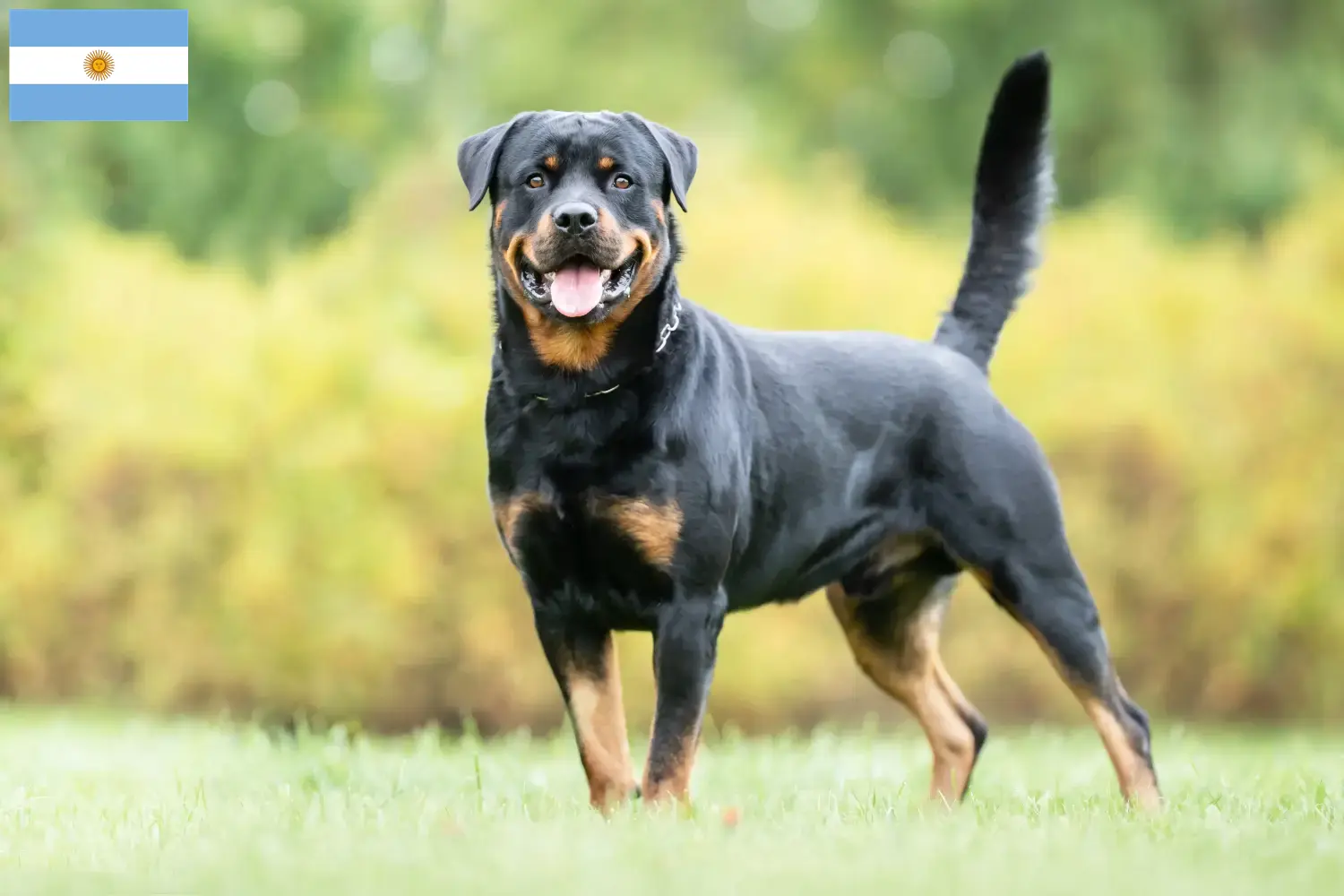 Read more about the article Criadores de Rottweiler e cachorros na Argentina