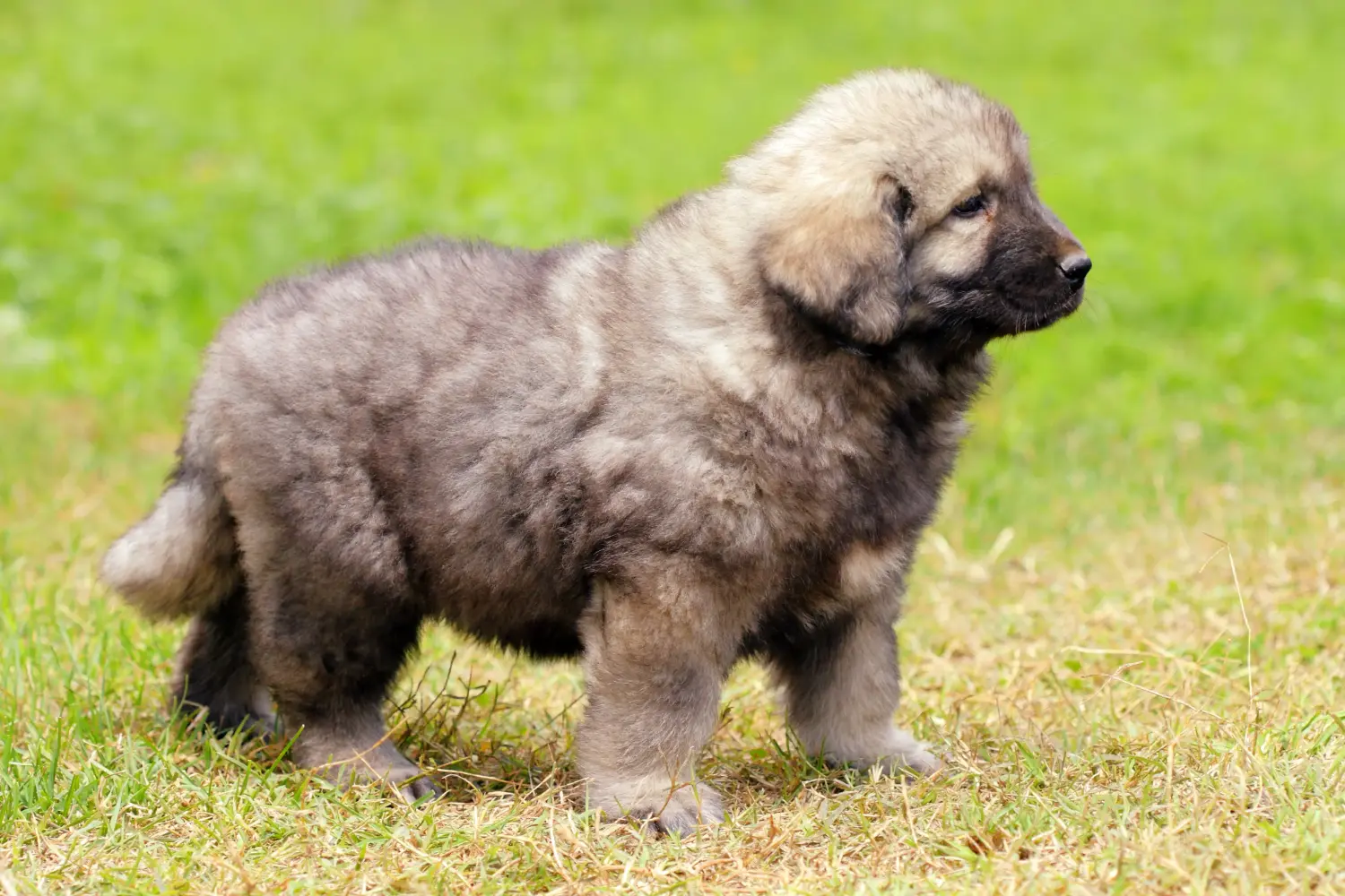 Comprar um cachorro Šarplaninac significa assumir a responsabilidade! Comprar cachorros Šarplaninac.