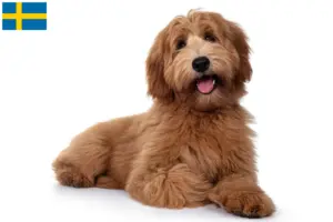 Read more about the article Criadores de Australian Cobberdog e cachorros na Suécia