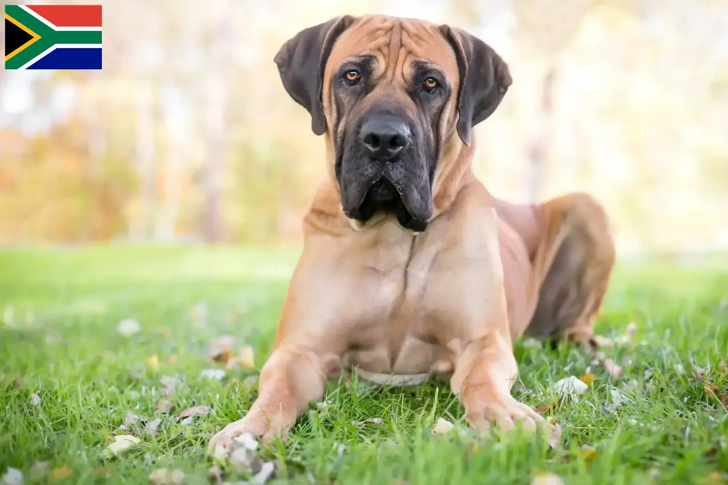 Read more about the article Criadores de Boerboel e cachorros na África do Sul