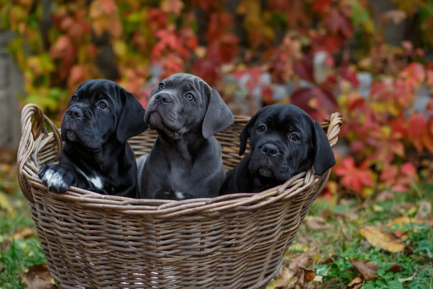 Comprar um cachorro Cane Corso Italiano significa assumir responsabilidades! Comprar cachorros Cane Corso Italiano.