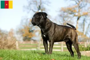 Read more about the article Criadores de Cane Corso Italiano e cachorros nos Camarões