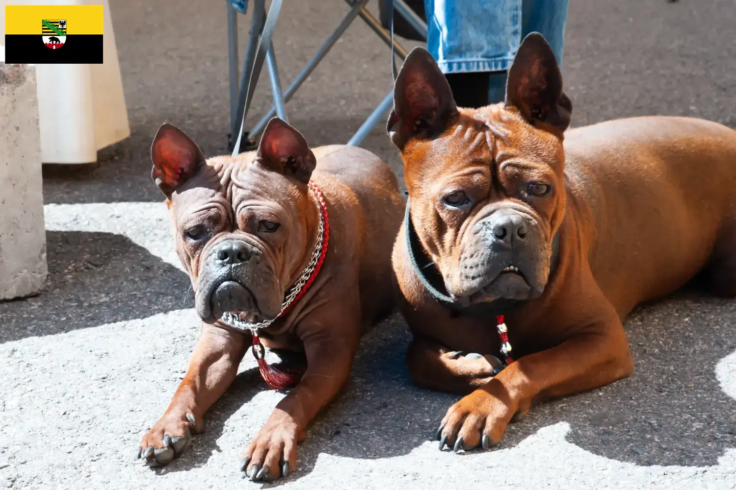 Read more about the article Criadores e cachorros de cães chineses de Chongqing em Saxónia-Anhalt