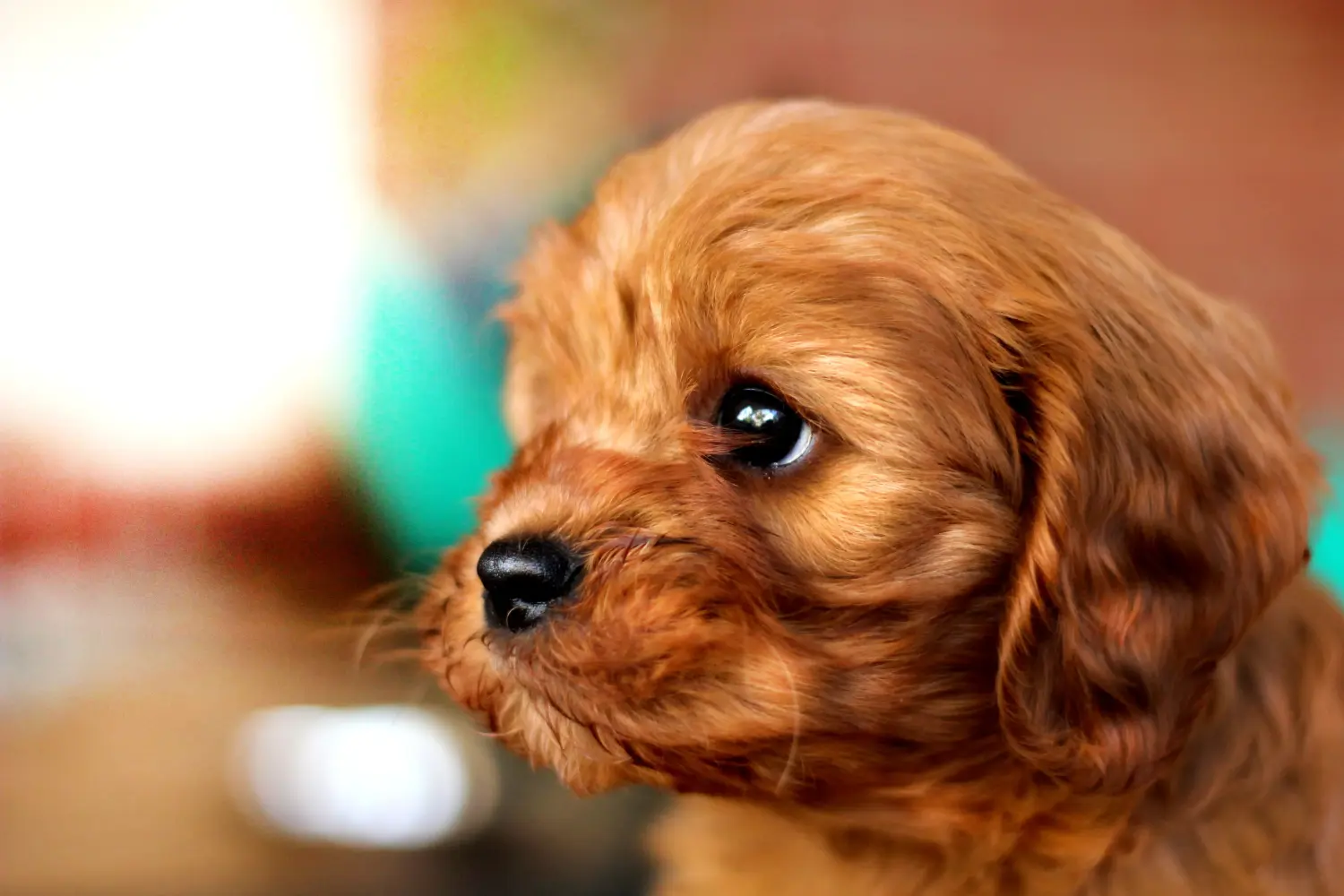 Comprar um cachorro Cavoodle significa assumir responsabilidades! Comprar cachorros Cavoodle.