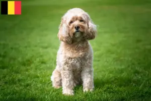 Read more about the article Criadores de Cavoodle e cachorros na Bélgica