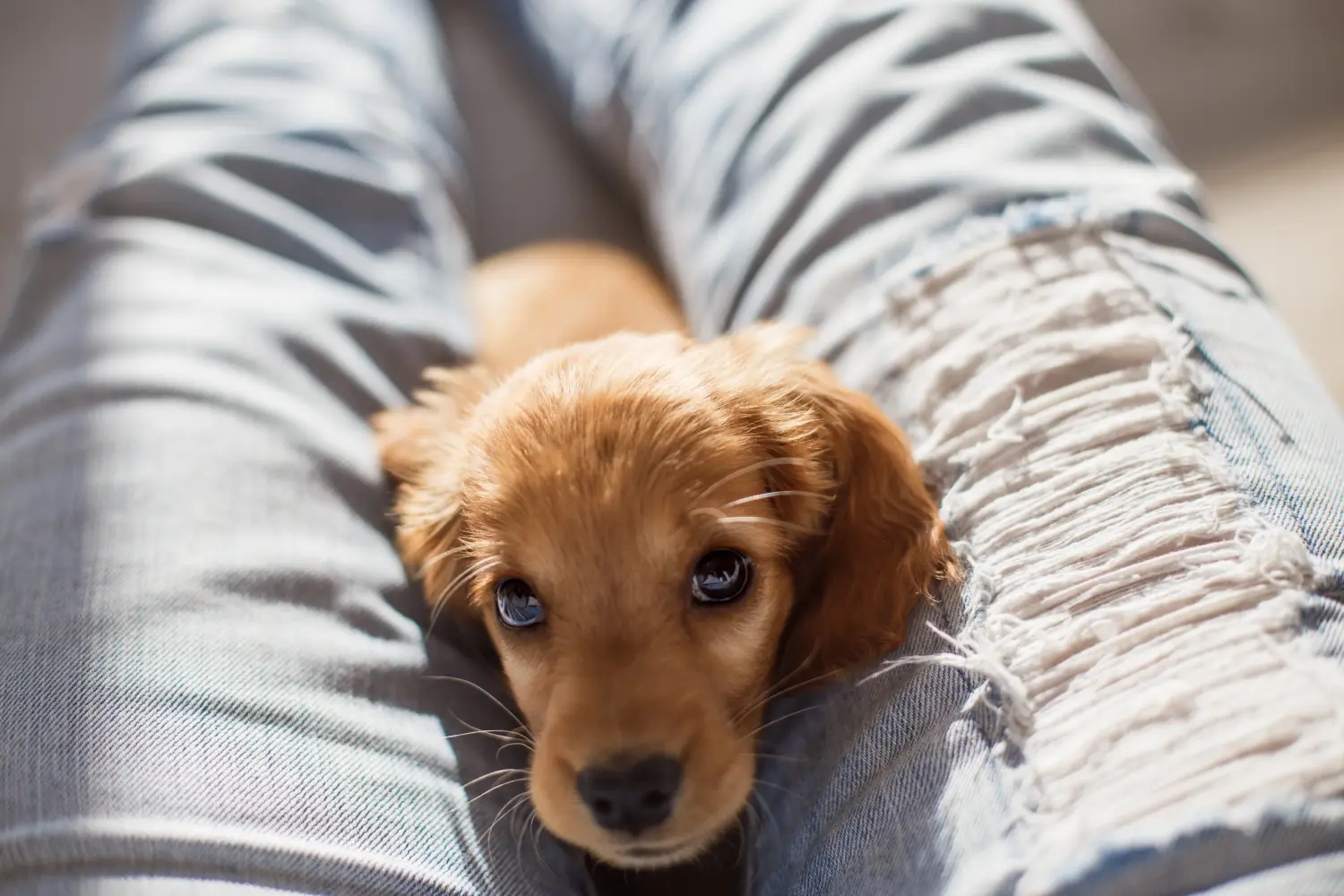 Comprar um cachorro Cocker Spaniel Inglês significa assumir responsabilidades! Comprar cachorros Cocker Spaniel inglês.