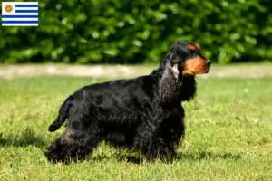 Read more about the article Criadores de Cocker Spaniel Inglês e cachorros no Uruguai