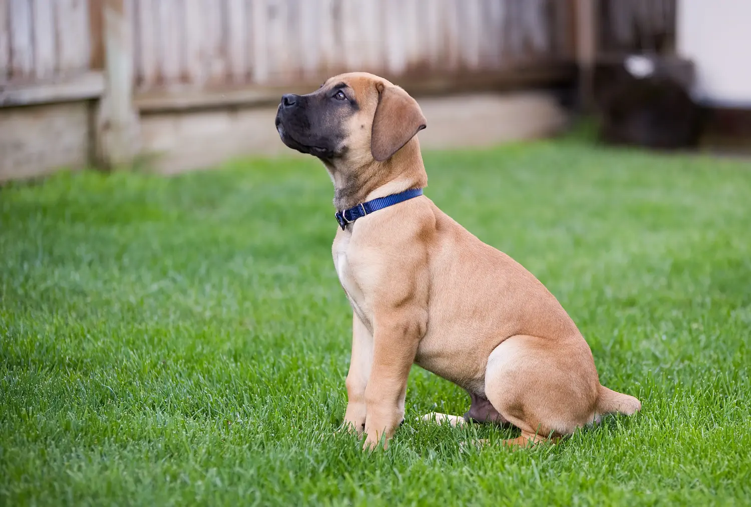 Comprar um cachorro Boerboel significa assumir responsabilidades! Comprar cachorros Boerboel.