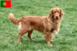 Read more about the article Nova Escócia Duck Tolling Retriever criadores e cachorros em Portugal