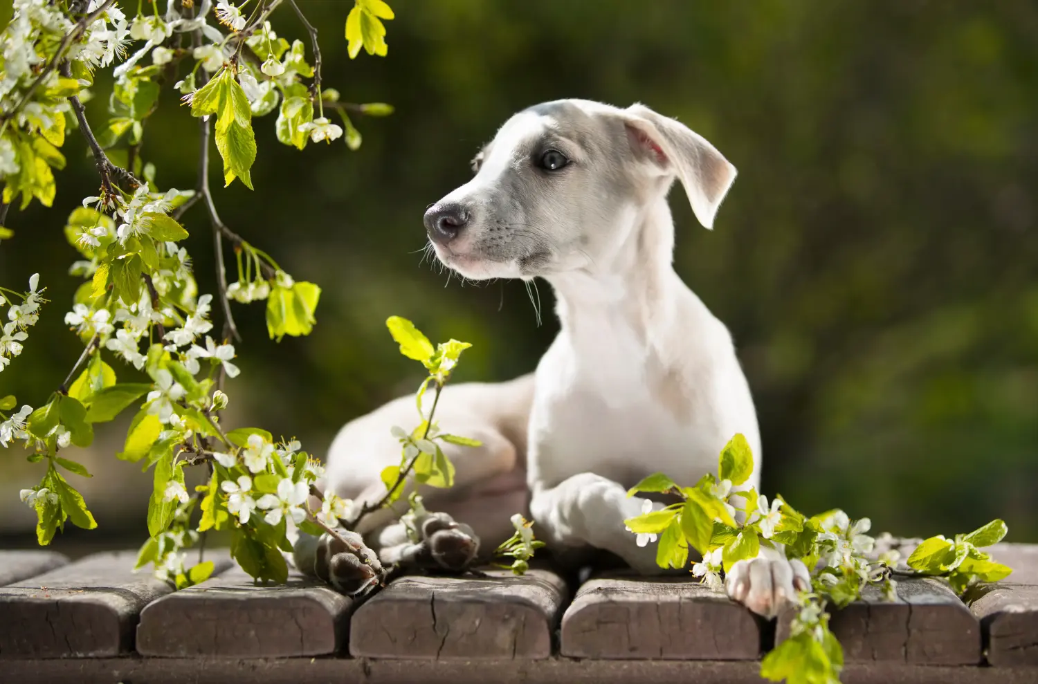Comprar um cachorro Whippet significa assumir responsabilidades! Comprar cachorros Whippet.