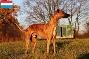 Read more about the article Criadores de Whippet e cachorros no Luxemburgo