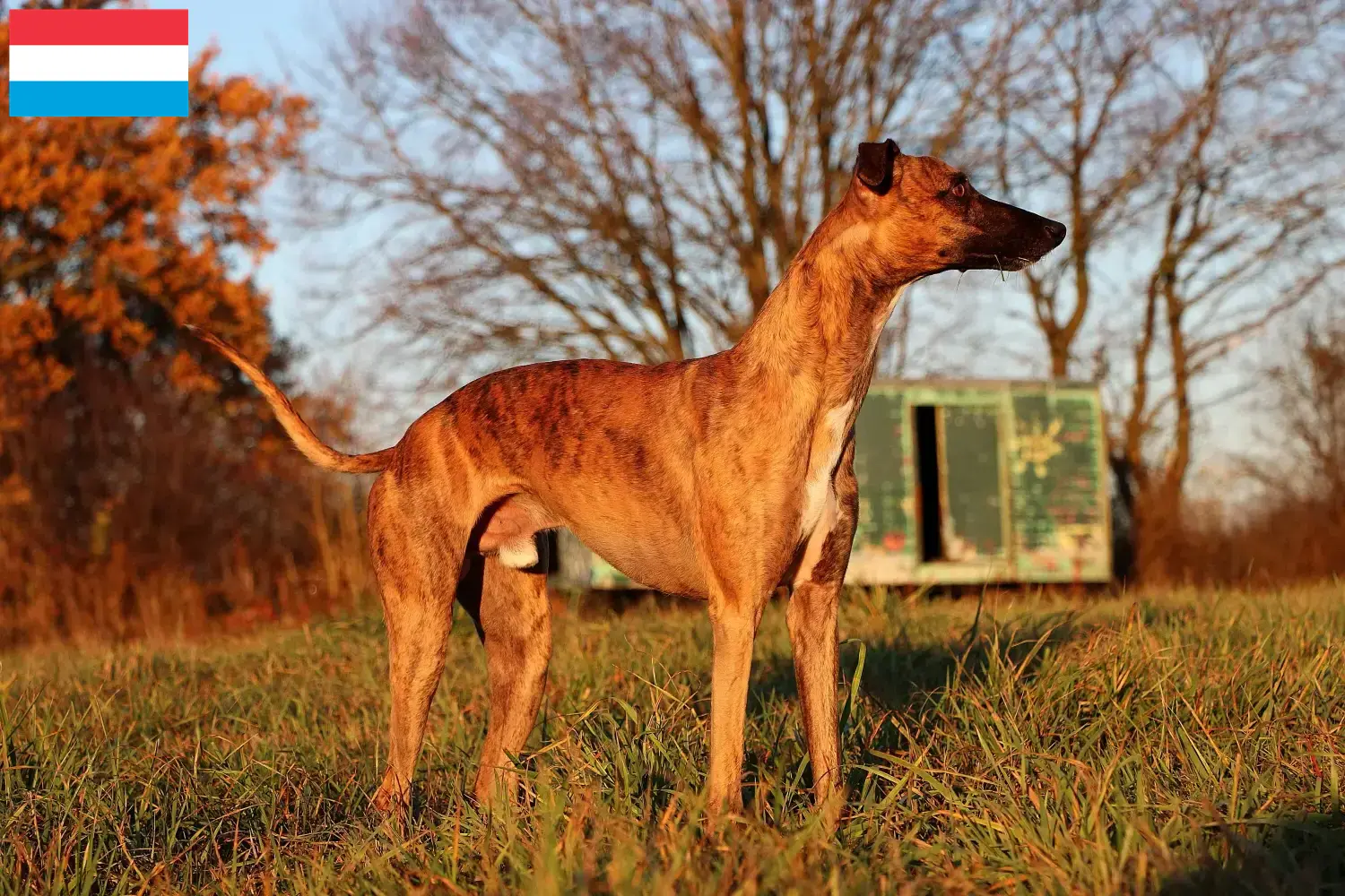 Read more about the article Criadores de Whippet e cachorros no Luxemburgo
